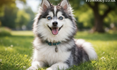 pomerusky: The Tiny Husky With a Wild Arctic Soul DNA