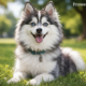 pomerusky: The Tiny Husky With a Wild Arctic Soul DNA