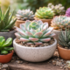 Suçculent Plants: Complete Guide to Growing and Caring